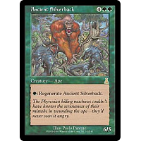 Ancient Silverback